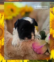 Lucky , a male Miniature Schnauzer for sale in San Antonio, TX – 1 of 5