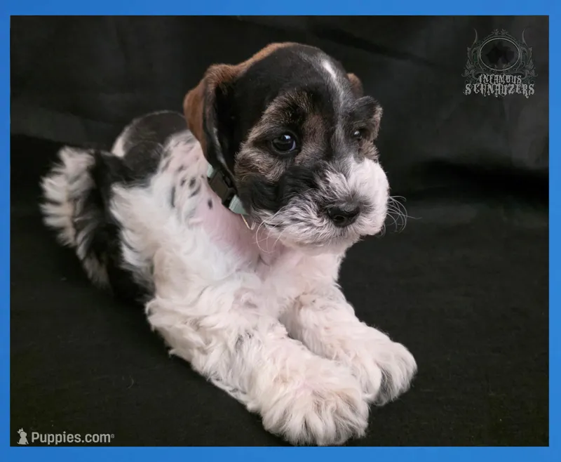 Luciano – Miniature Schnauzer puppy for sale in San Antonio, TX