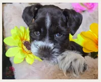 Miss, a female Miniature Schnauzer for sale in San Antonio, TX – 2 of 3
