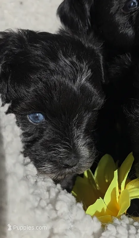 Missy – Miniature Schnauzer puppy for sale in San Antonio, TX