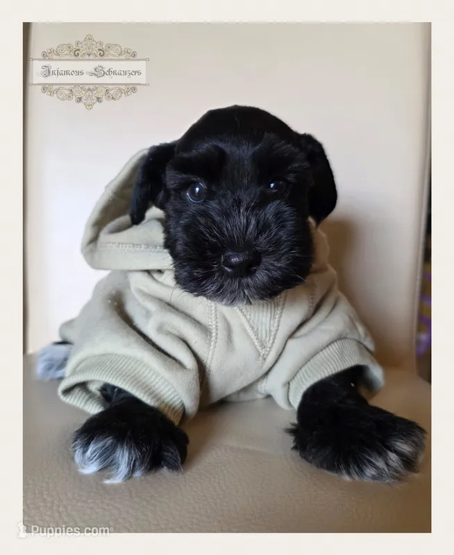 Leo – Miniature Schnauzer puppy for sale in San Antonio, TX