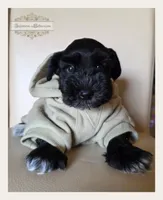 Leo, a male Miniature Schnauzer for sale in San Antonio, TX – 1 of 3
