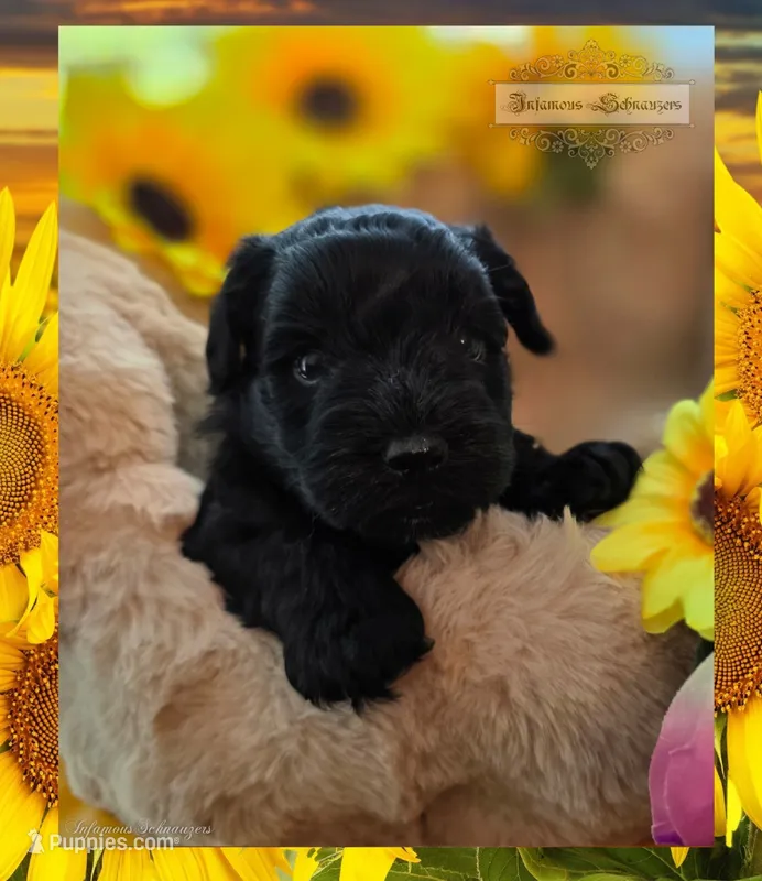 Leo – Miniature Schnauzer puppy for sale in San Antonio, TX