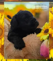 Leo, a male Miniature Schnauzer for sale in San Antonio, TX – 2 of 4