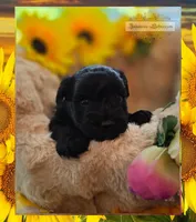 Leo, a male Miniature Schnauzer for sale in San Antonio, TX – 3 of 4
