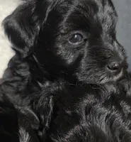 Pup, a male Miniature Schnauzer for sale in San Antonio, TX – 1 of 2