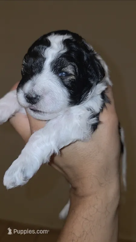 Luciano  – Miniature Schnauzer puppy for sale in San Antonio, TX