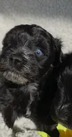 Missy, a female Miniature Schnauzer for sale in San Antonio, TX – 2 of 2