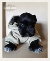 Leo, a male Miniature Schnauzer for sale in San Antonio, TX – 2 of 3