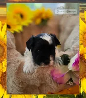 Lucky , a male Miniature Schnauzer for sale in San Antonio, TX – 2 of 5