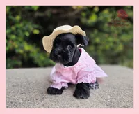 Missy, a female Miniature Schnauzer for sale in San Antonio, TX – 2 of 3