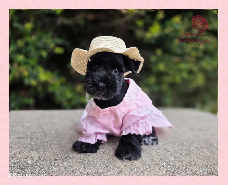 Missy – Miniature Schnauzer puppy for sale in San Antonio, TX