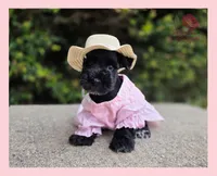 Missy, a female Miniature Schnauzer for sale in San Antonio, TX – 1 of 3