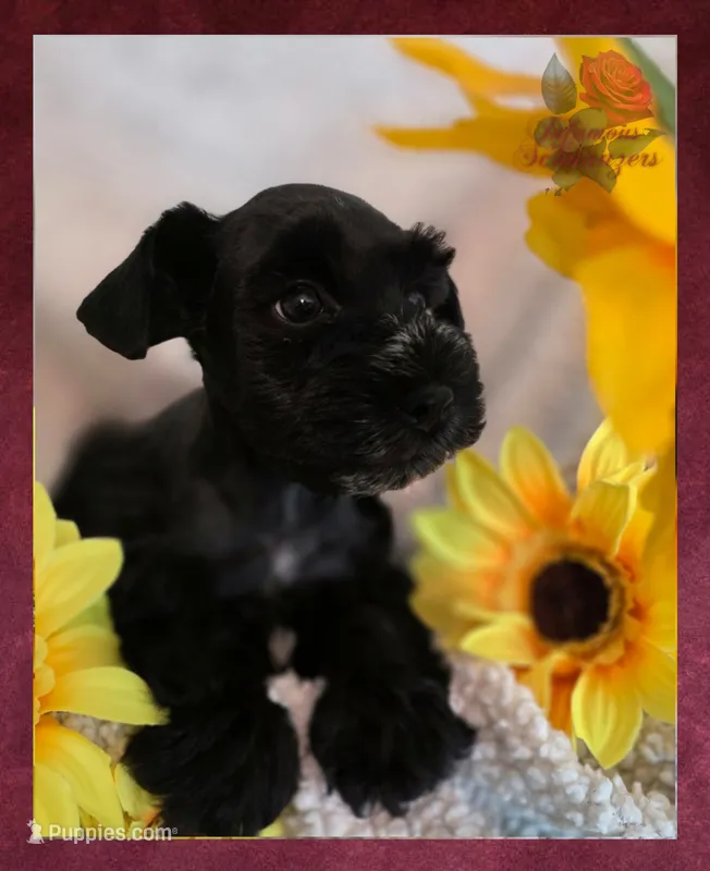 Missy – Miniature Schnauzer puppy for sale in San Antonio, TX