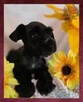 Missy, a female Miniature Schnauzer for sale in San Antonio, TX – 1 of 4