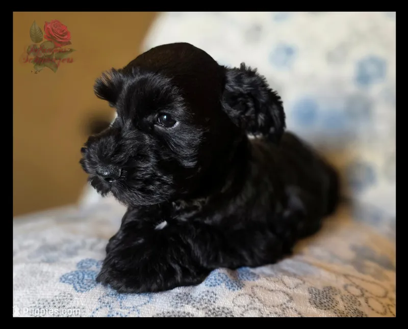Leo – Miniature Schnauzer puppy for sale in San Antonio, TX