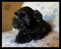 Leo, a male Miniature Schnauzer for sale in San Antonio, TX – 1 of 2