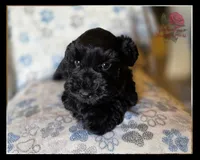 Leo, a male Miniature Schnauzer for sale in San Antonio, TX – 2 of 2