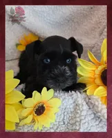 Beautypie, a female Miniature Schnauzer for sale in San Antonio, TX – 4 of 4