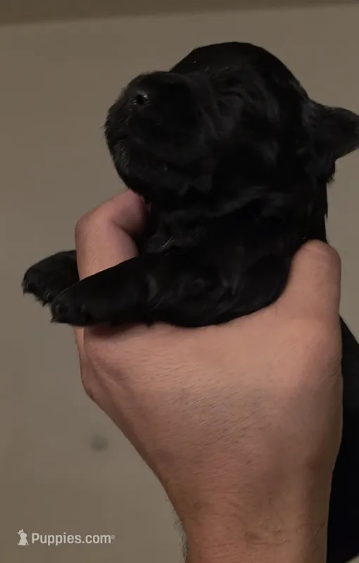 Leo – Miniature Schnauzer puppy for sale in San Antonio, TX