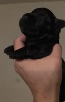 Leo, a male Miniature Schnauzer for sale in San Antonio, TX – 1 of 4