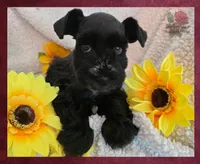 Missy, a female Miniature Schnauzer for sale in San Antonio, TX – 3 of 4