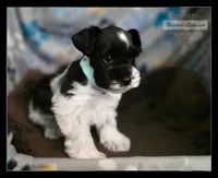 Luck, a male Miniature Schnauzer for sale in San Antonio, TX – 2 of 3