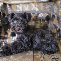 GORGEOUS, a female Miniature Schnauzer for sale in San Antonio, TX – Photo 3 of 3