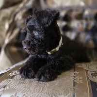 GORGEOUS, a female Miniature Schnauzer for sale in San Antonio, TX – Photo 1 of 3