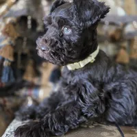 GORGEOUS, a female Miniature Schnauzer for sale in San Antonio, TX – Photo 2 of 3
