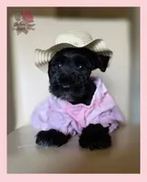 Missy, a female Miniature Schnauzer for sale in San Antonio, TX – 3 of 3