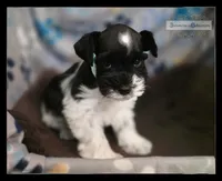 Luck, a male Miniature Schnauzer for sale in San Antonio, TX – 3 of 3