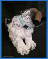 Luciano, a male Miniature Schnauzer for sale in San Antonio, TX – 2 of 3