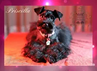 Leo, a male Miniature Schnauzer for sale in San Antonio, TX – 3 of 4