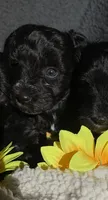 Pup, a male Miniature Schnauzer for sale in San Antonio, TX – 2 of 2