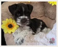 Beauty, a female Miniature Schnauzer for sale in San Antonio, TX – 3 of 3