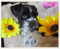 Miss, a female Miniature Schnauzer for sale in San Antonio, TX – 3 of 3