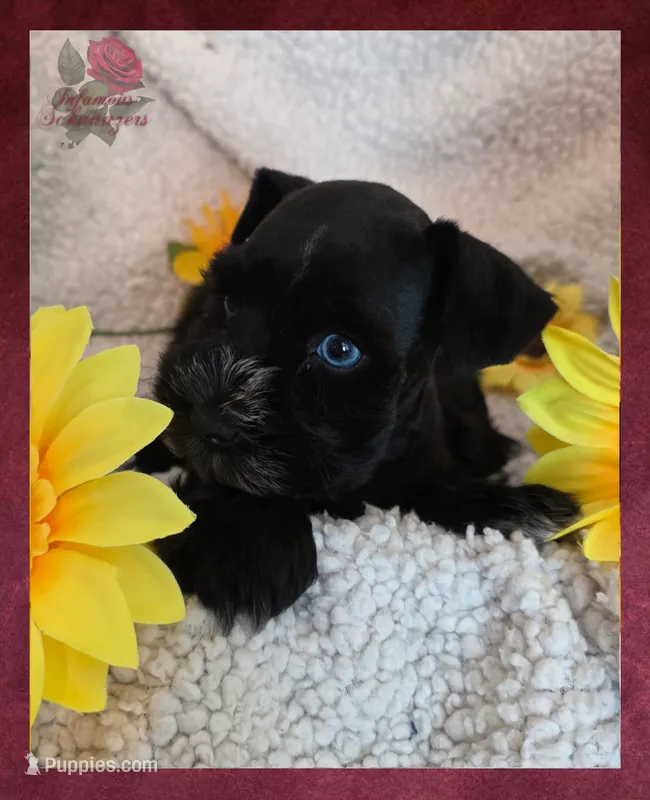 Beautypie – Miniature Schnauzer puppy for sale in San Antonio, TX