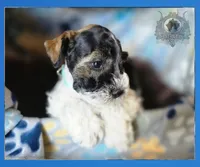 Luciano, a male Miniature Schnauzer for sale in San Antonio, TX – 3 of 3