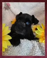 Beautypie, a female Miniature Schnauzer for sale in San Antonio, TX – 2 of 4