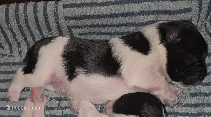 Lucky – Miniature Schnauzer puppy for sale in San Antonio, TX