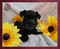 Beautypie, a female Miniature Schnauzer for sale in San Antonio, TX – 3 of 4