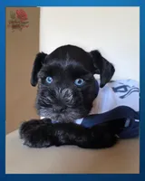 Beauty, a female Miniature Schnauzer for sale in San Antonio, TX – 2 of 2