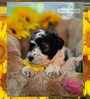 Luciano , a male Miniature Schnauzer for sale in San Antonio, TX – 2 of 3