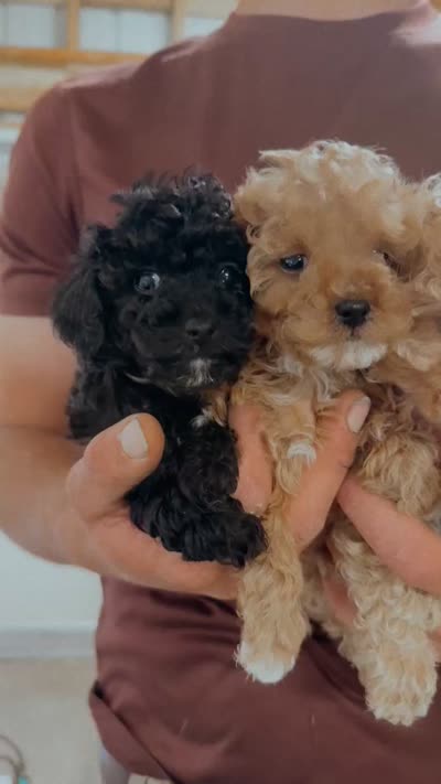 Pickles, a female Poodle - Toy  for sale in Freeport, IL – 5 of 5