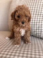 Pickles, a female Poodle - Toy  for sale in Freeport, IL – 2 of 5