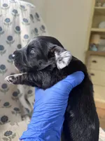 Cornbread , a male Miniature Dachshund for sale in Freeport, IL – 2 of 5