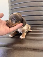 Mallard 🦆 (smooth), a male Miniature Dachshund for sale in Freeport, IL – Photo 2 of 7