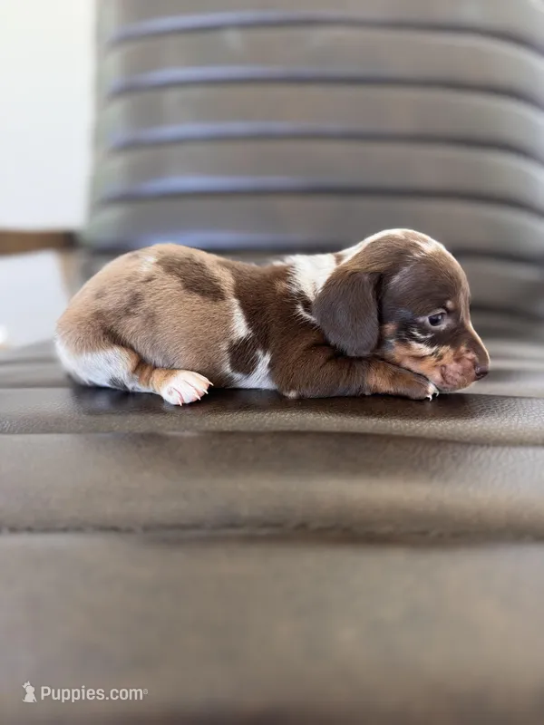 Mallard 🦆 (smooth) – Miniature Dachshund puppy for sale in Freeport, IL