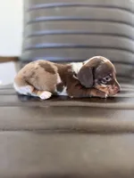 Mallard 🦆 (smooth), a male Miniature Dachshund for sale in Freeport, IL – Photo 1 of 7